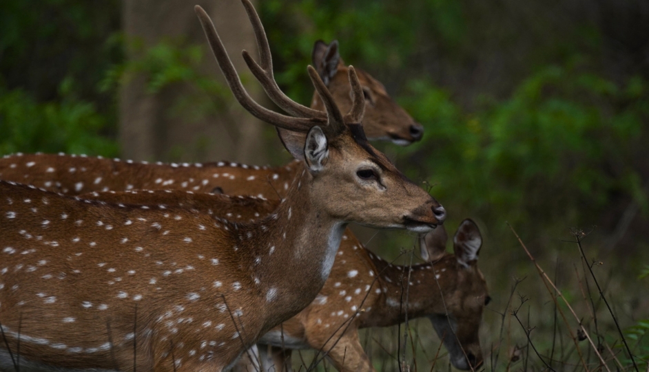 Best Wildlife Trips in South India for Summer 2026 - Valparai, Parambikulam, Nelliyampathi, Satyamangalam, Gavi & more.